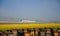 Canola flower and beehives