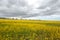 Canola flower field in the spring