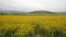 Canola flower fields