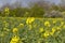 Canola flower foreground for a more sustainable agriculture with trees