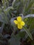 A canola flower in my farm macro click