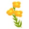 Canola flower plant icon, cartoon style