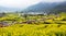 Canola flower-Terraces