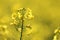 Canola Flowers