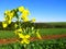 Canola Flowers