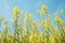 Canola flowers