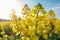 Canola Flowers, Rapeseed Field, Yellow Blooming Meadow