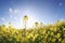 Canola flowers in sunshine over blue sky