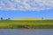 Canola Hills and Grazing Pastures