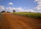 Canola or Rape Fields in the Mount Barker, Albany, Denmark area of South West Australia