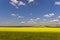 Canola/Rapeseed crop