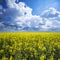 Canola, rapeseed crops