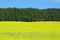 Canola rapeseed crops in Quebec