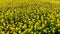 Canola rapeseed field in aerial 4k drone shot.