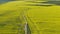 Canola rapeseed field. Aerial drone shot.