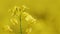 Canola or rapeseed flower closeup. Macro shot.