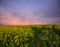 Canola sunrise landscape fields