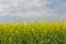 Canola Under a Blue Cloudy Sky