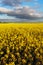 Canola Yellow field