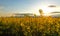 Canola Yellow field