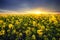 Canola yellow field, landscape on a background of clouds at sunset, Rapeseed