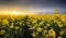 Canola yellow field, landscape on a background of clouds at sunset, Rapeseed