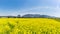 Canola Yuchae Festival at Daejeo Ecological Park , Busan, South Korea