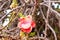 Canon ball red flowers