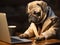 Canon pug puppy in business suit checking laptop