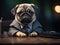 Canon pug puppy in business suit checking laptop