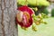 Canonball flower (Couroupita guianensis)