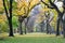 Canopy of American elms in Central Park