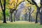 Canopy of American elms in Central Park