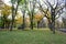 Canopy of American elms in Central Park