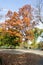 Canopy of American elms in Central Park