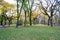 Canopy of American elms in Central Park