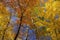 Canopy of birch and maple leaves