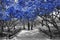 Canopy of blue trees in surreal black and white landscape scene