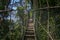 Canopy bridge in Taman Negara, Malaysia