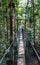 Canopy bridge walk