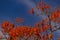 Canopy called Mulungu with blue sky.