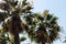 Canopy Canvas: Palm\'s Embrace Against the Sky