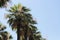 Canopy Canvas: Palm\'s Embrace Against the Sky
