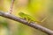 Canopy chameleon - Furcifer willsii