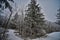 Canopy of frosty trees at Blue Mound State Park