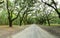 Canopy of oak trees covered in moss. Forsyth Park, Savannah, Geo