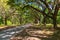 Canopy of old live oak trees draped in spanish moss.