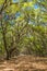 Canopy of old live oak trees draped in spanish moss.