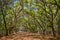 Canopy of old live oak trees draped in spanish moss.