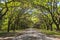 Canopy of old live oak trees draped in spanish moss.